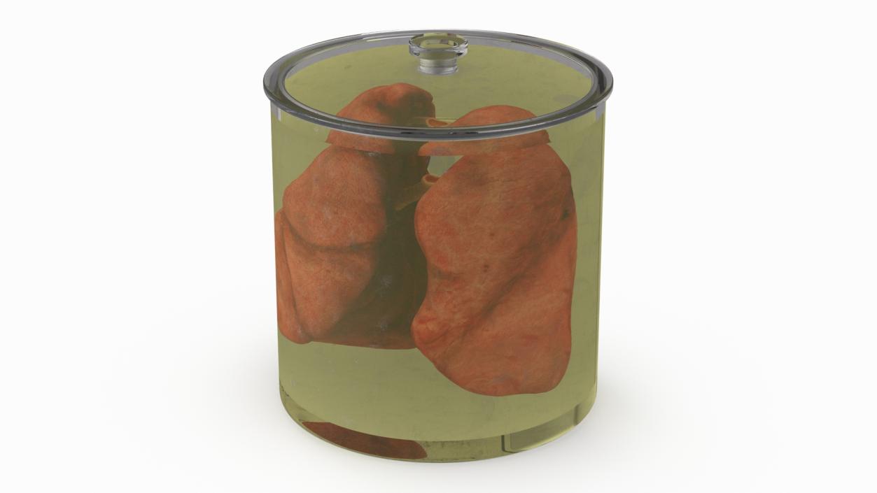 3D Human Lungs in Glass Jar 2