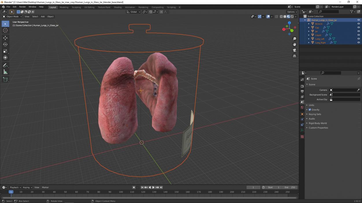 3D Human Lungs in Glass Jar 2