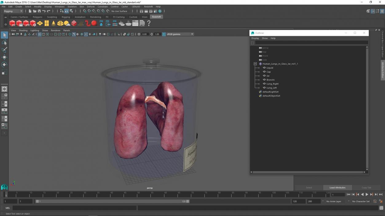 3D Human Lungs in Glass Jar 2