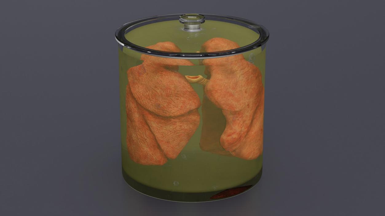 3D Human Lungs in Glass Jar 2