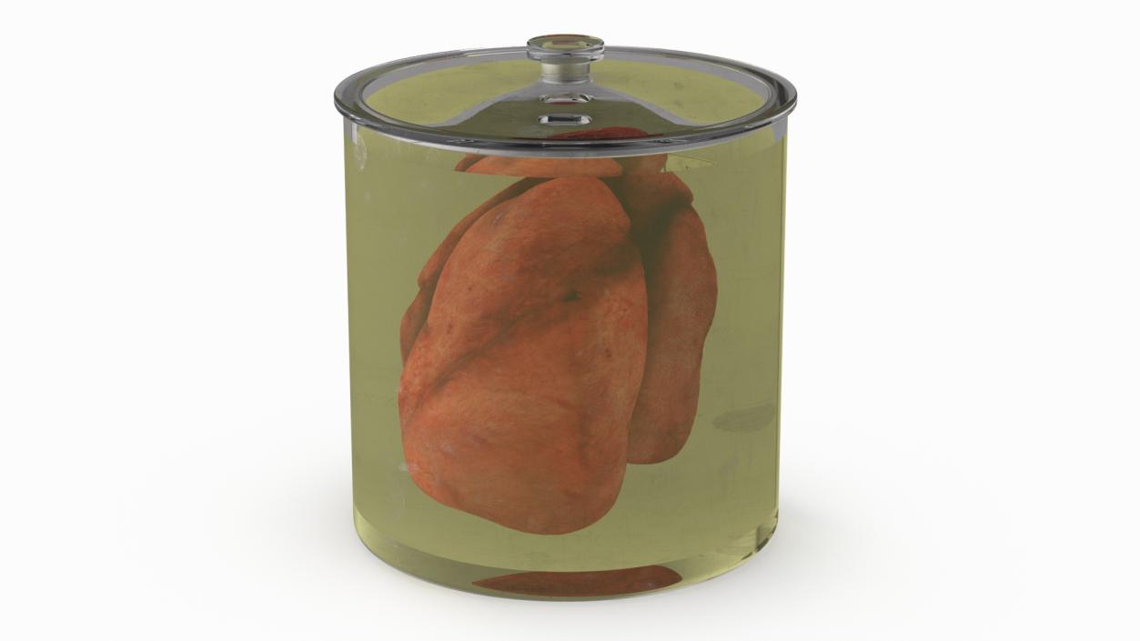 3D Human Lungs in Glass Jar 2