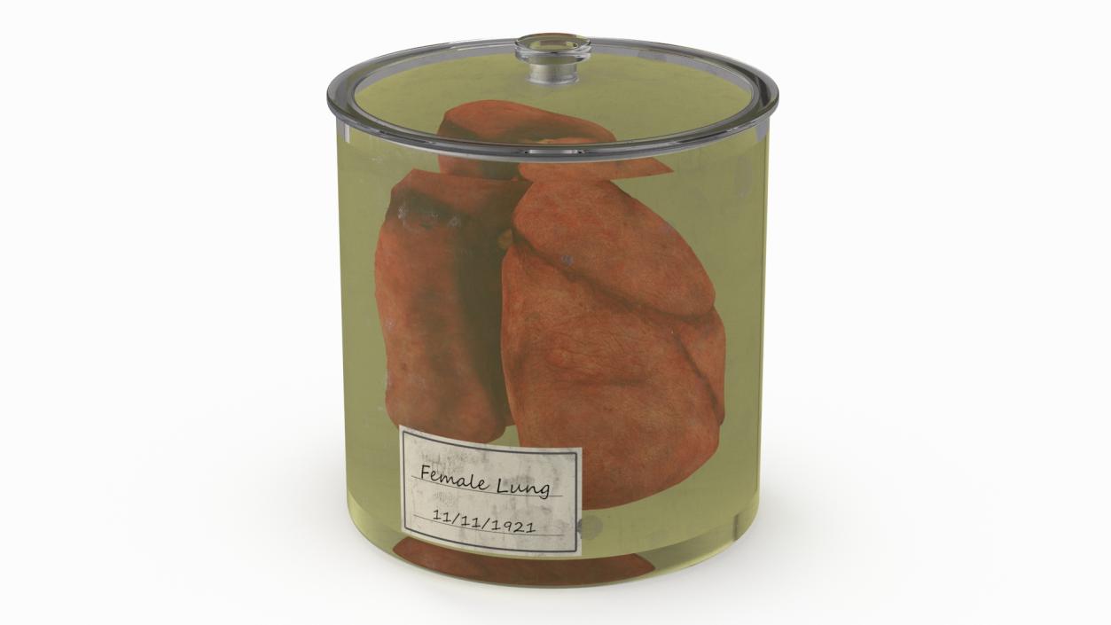 3D Human Lungs in Glass Jar 2