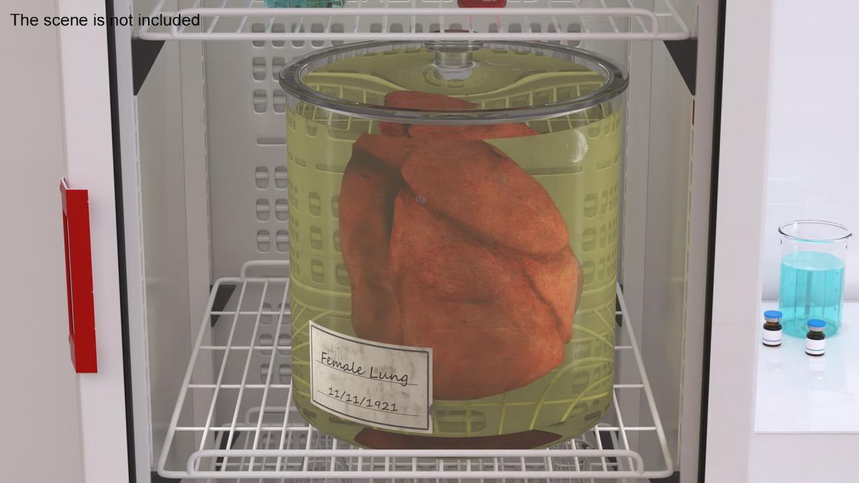 3D Human Lungs in Glass Jar 2