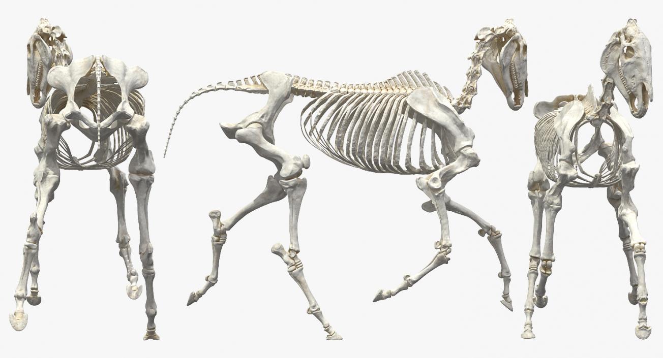 Horse Skeleton Running Pose 3D