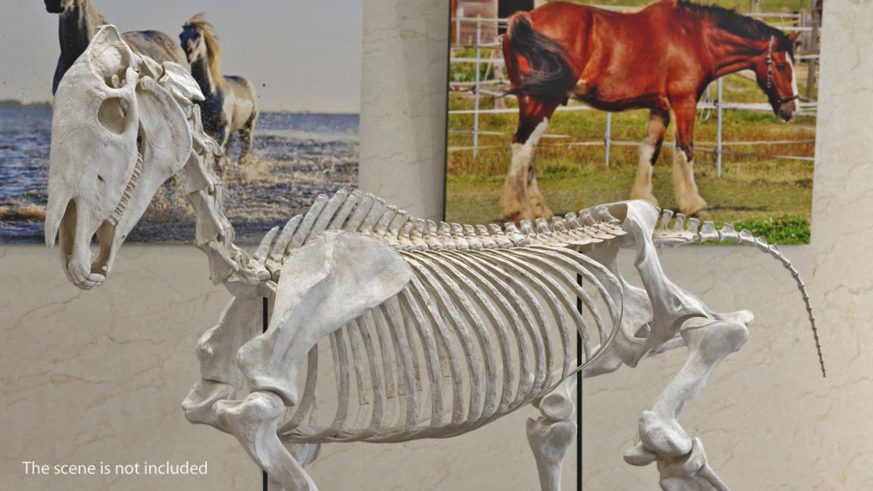 Horse Skeleton Running Pose 3D