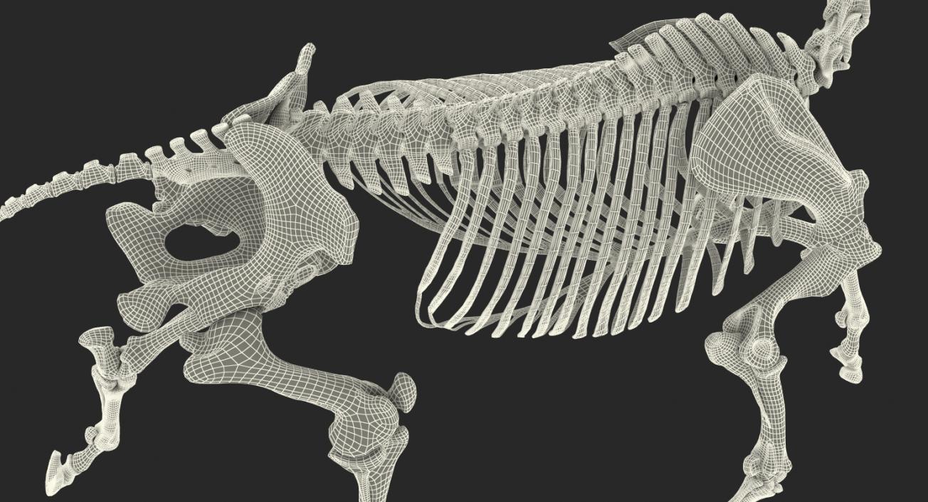 Horse Skeleton Running Pose 3D