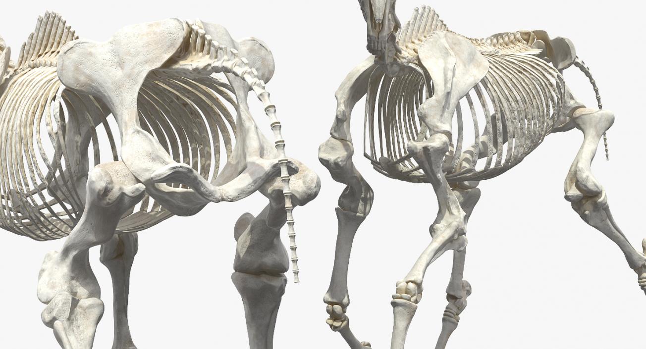 Horse Skeleton Running Pose 3D