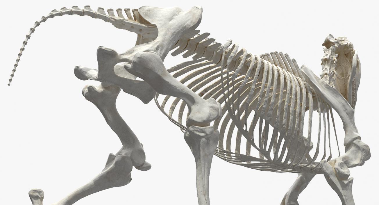 Horse Skeleton Running Pose 3D