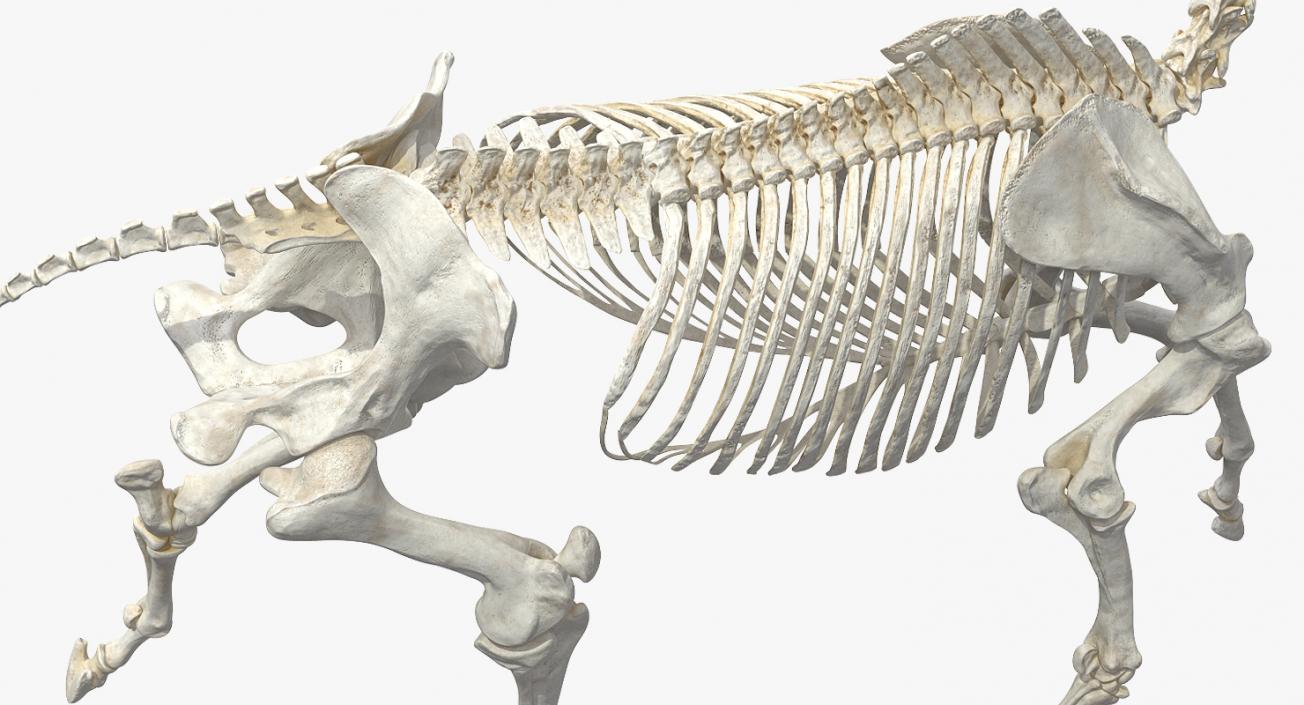 Horse Skeleton Running Pose 3D