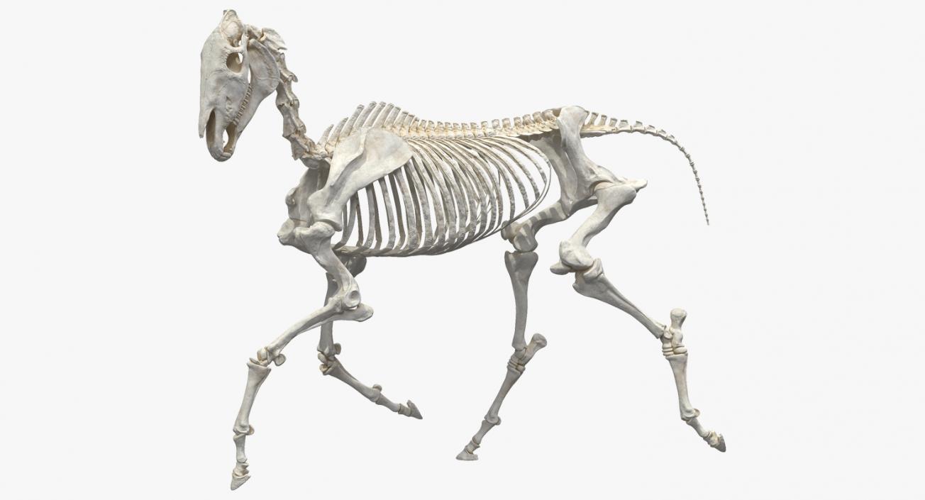 Horse Skeleton Running Pose 3D