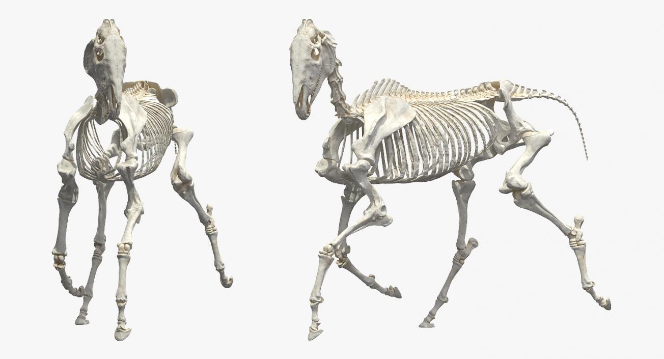 Horse Skeleton Running Pose 3D