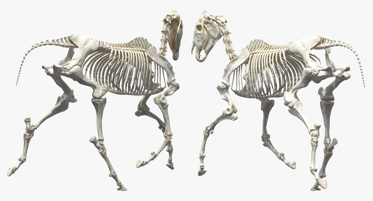 Horse Skeleton Running Pose 3D