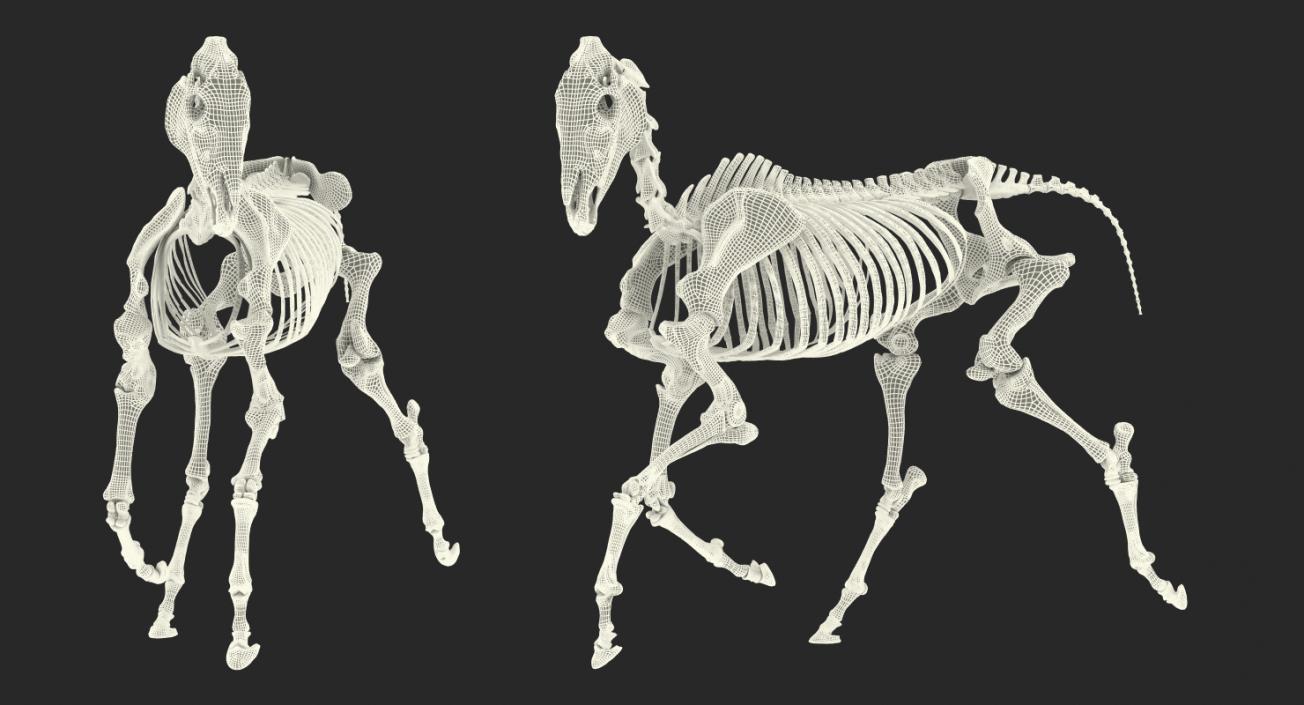 Horse Skeleton Running Pose 3D