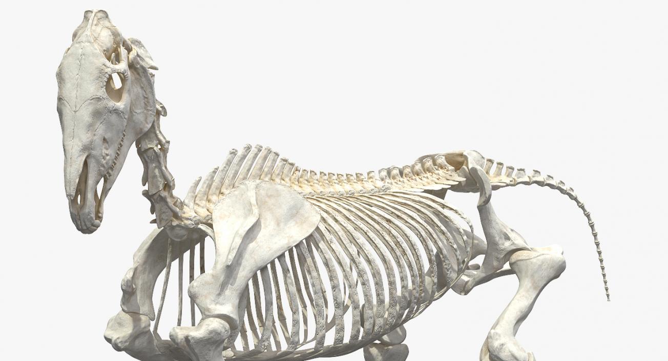 Horse Skeleton Running Pose 3D