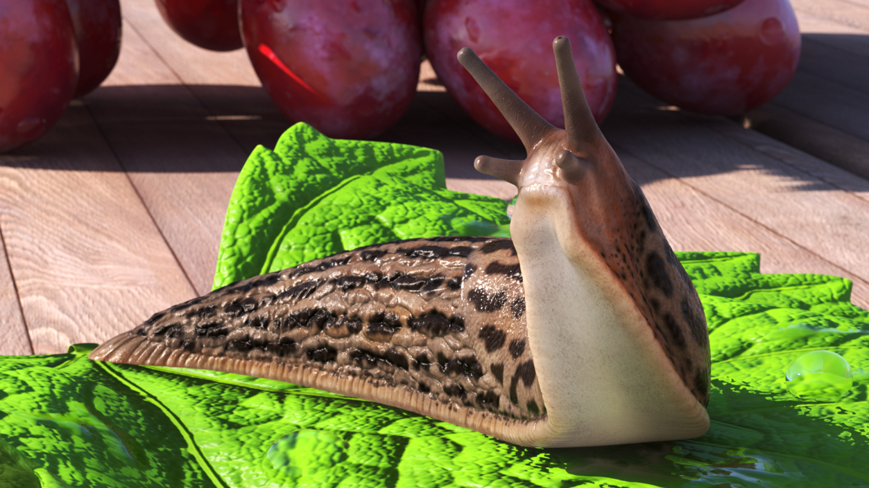 Leopard Slug Reaching Up 3D model