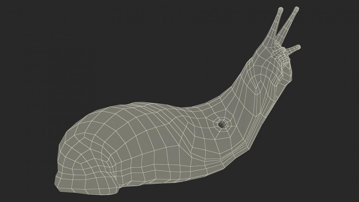 Leopard Slug Reaching Up 3D model