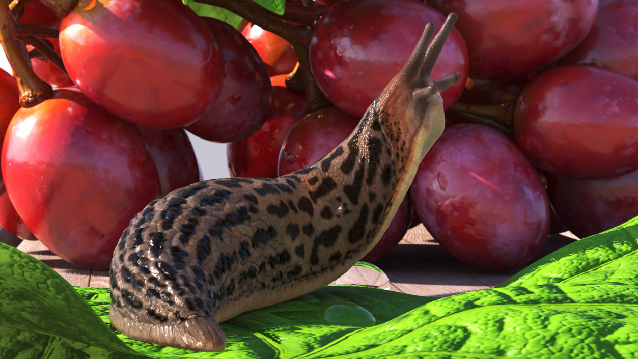 Leopard Slug Reaching Up 3D model