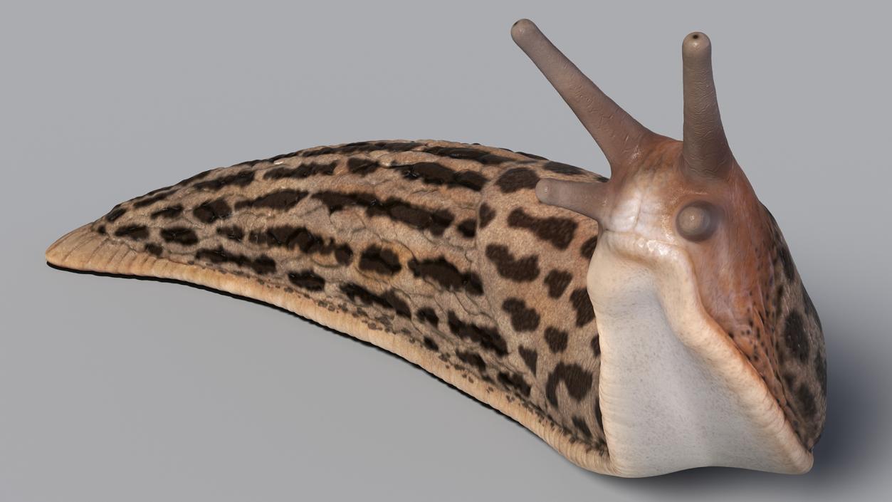 Leopard Slug Reaching Up 3D model