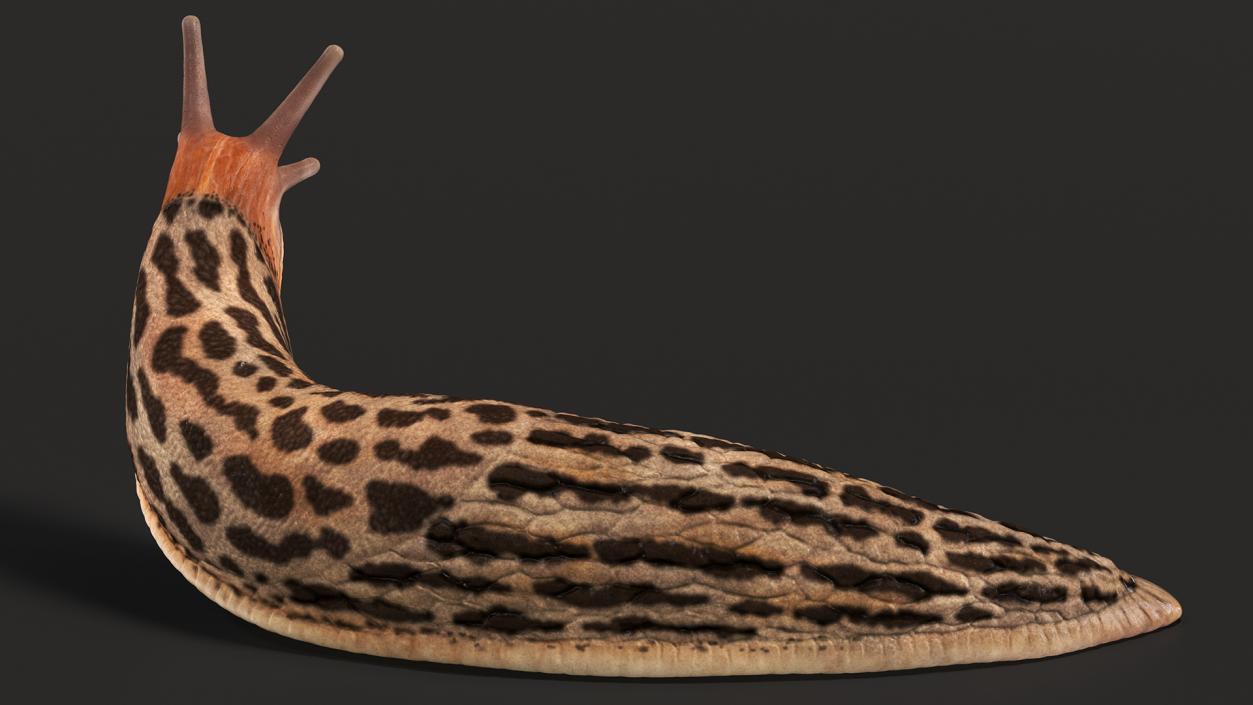 Leopard Slug Reaching Up 3D model