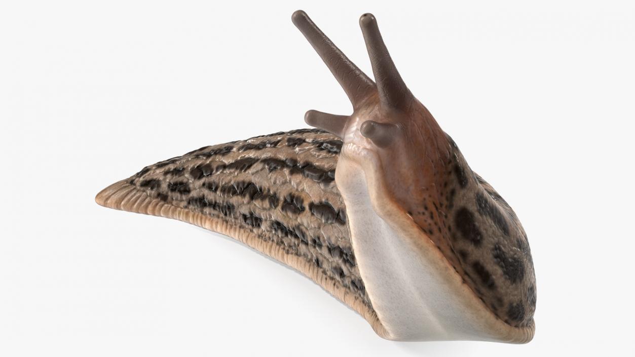 Leopard Slug Reaching Up 3D model