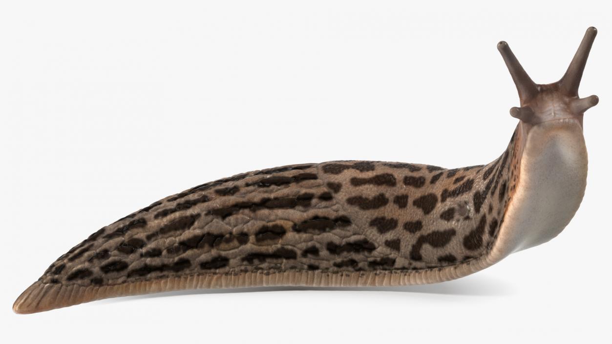 Leopard Slug Reaching Up 3D model