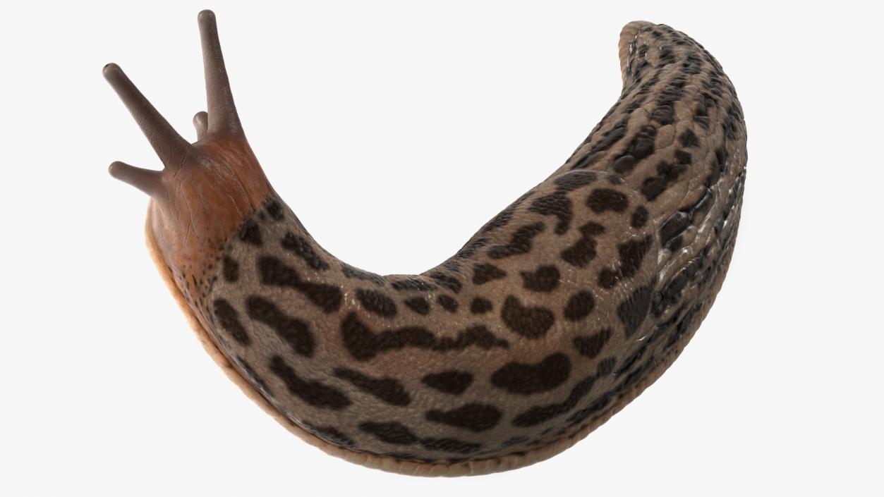 Leopard Slug Reaching Up 3D model