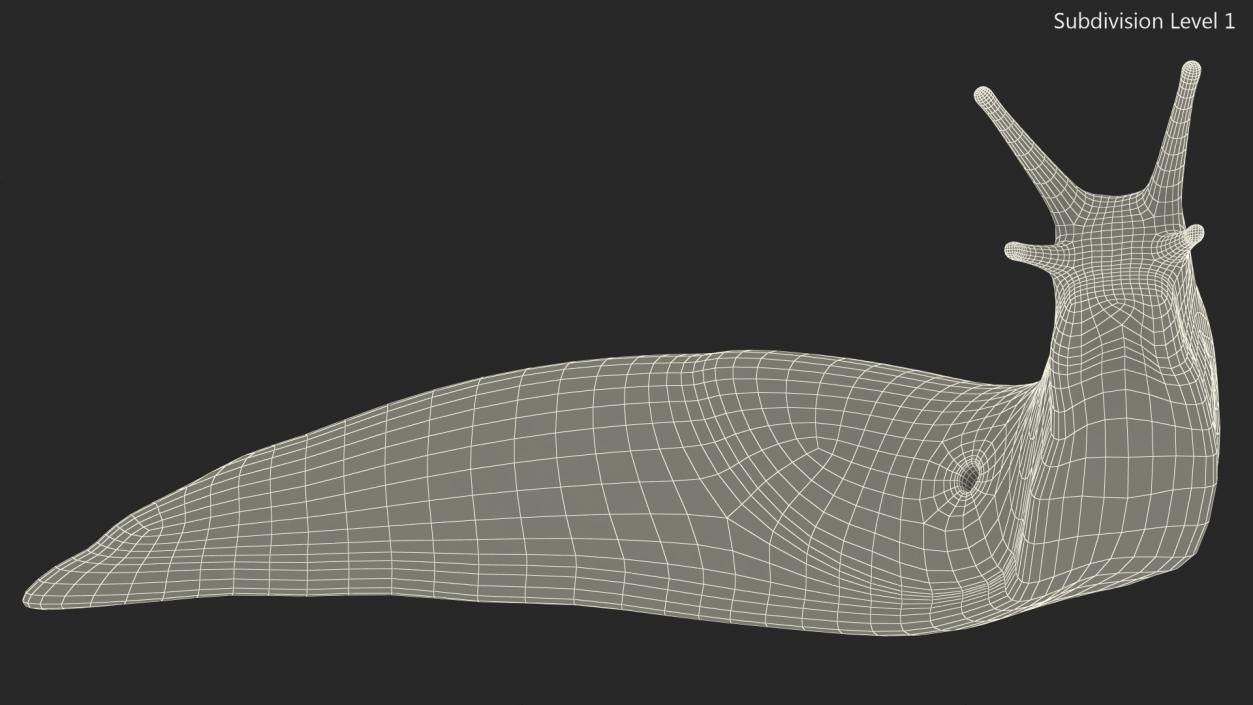 Leopard Slug Reaching Up 3D model