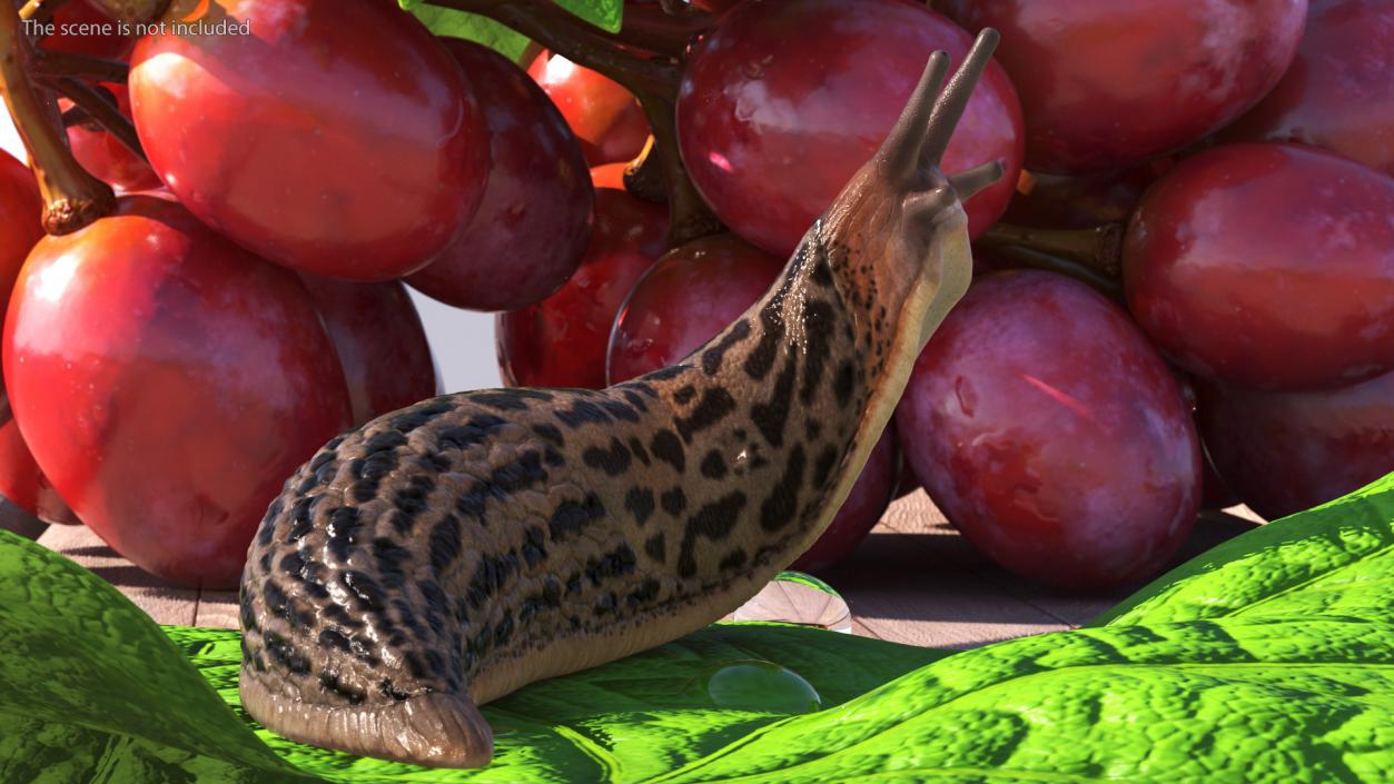 Leopard Slug Reaching Up 3D model