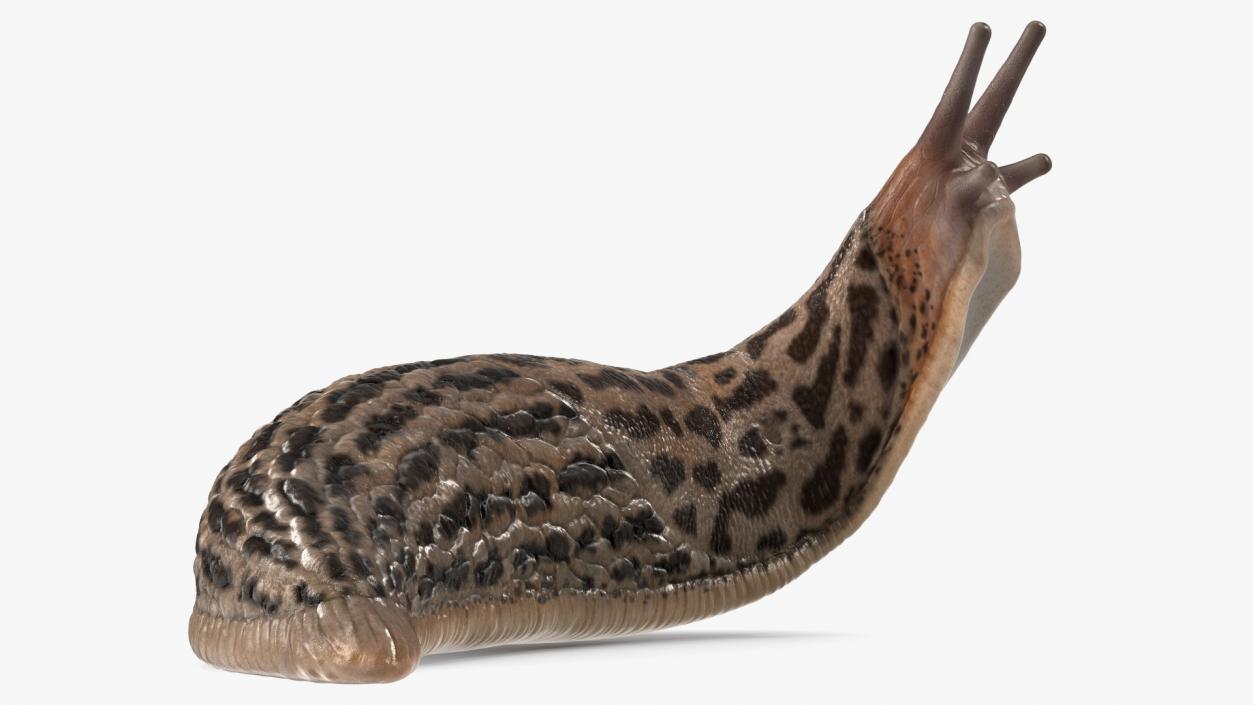 Leopard Slug Reaching Up 3D model