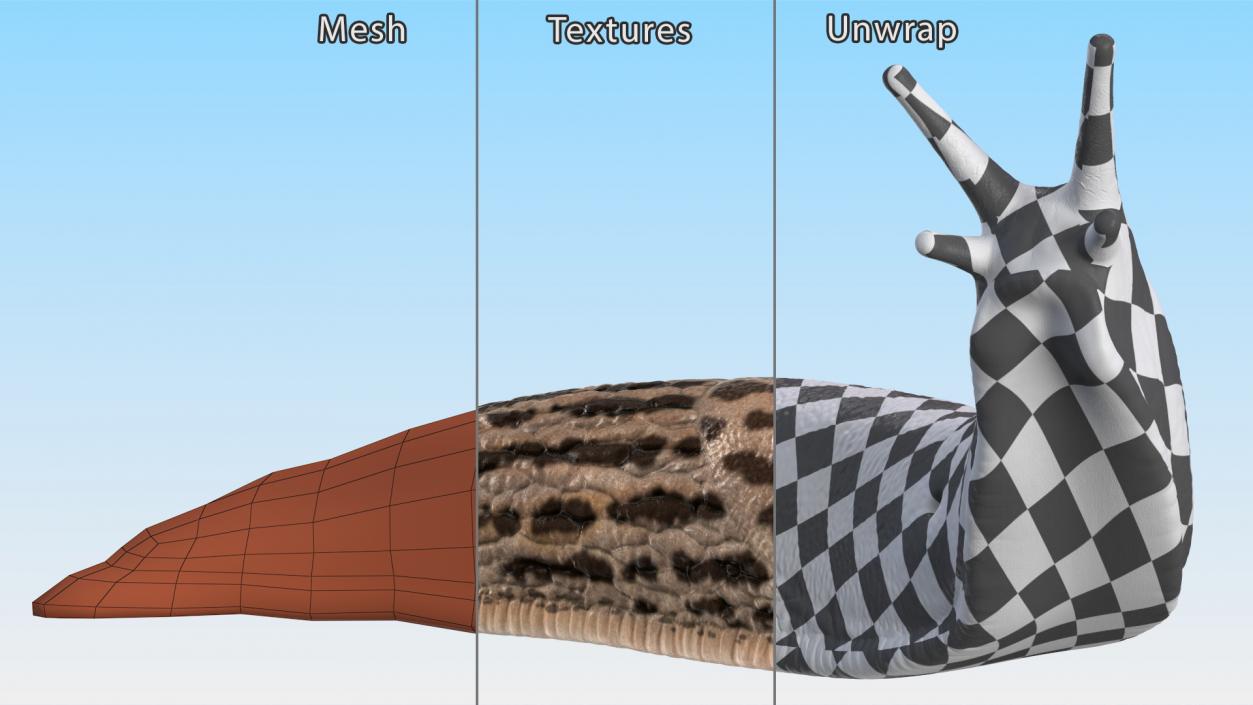 Leopard Slug Reaching Up 3D model