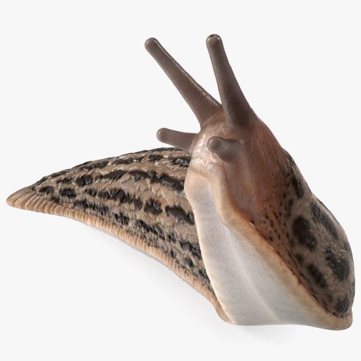 Leopard Slug Reaching Up 3D model