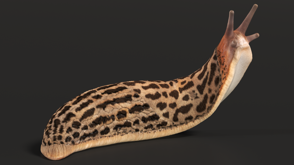 Leopard Slug Reaching Up 3D model