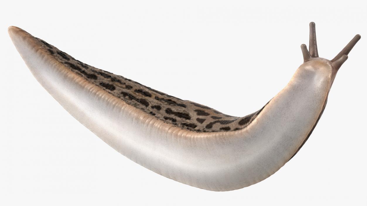 Leopard Slug Reaching Up 3D model