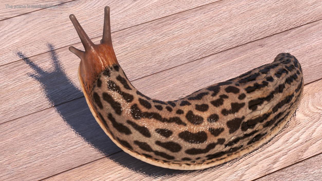 Leopard Slug Reaching Up 3D model