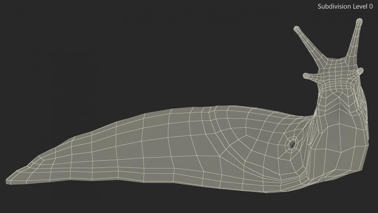 Leopard Slug Reaching Up 3D model