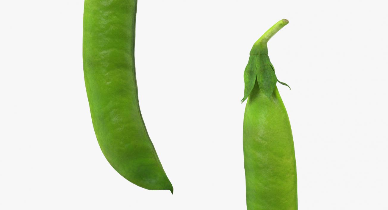 3D model Fresh Pea Pod Closed