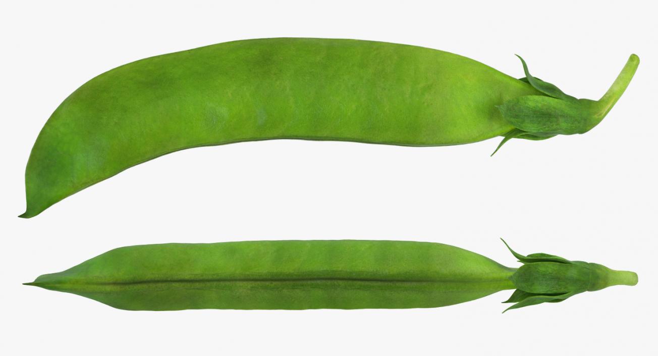 3D model Fresh Pea Pod Closed