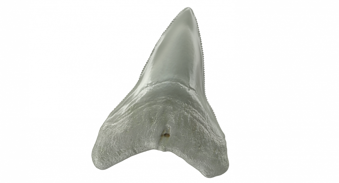 3D Megalodon Shark Tooth