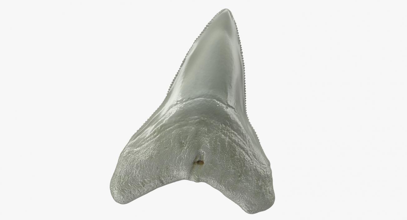 3D Megalodon Shark Tooth