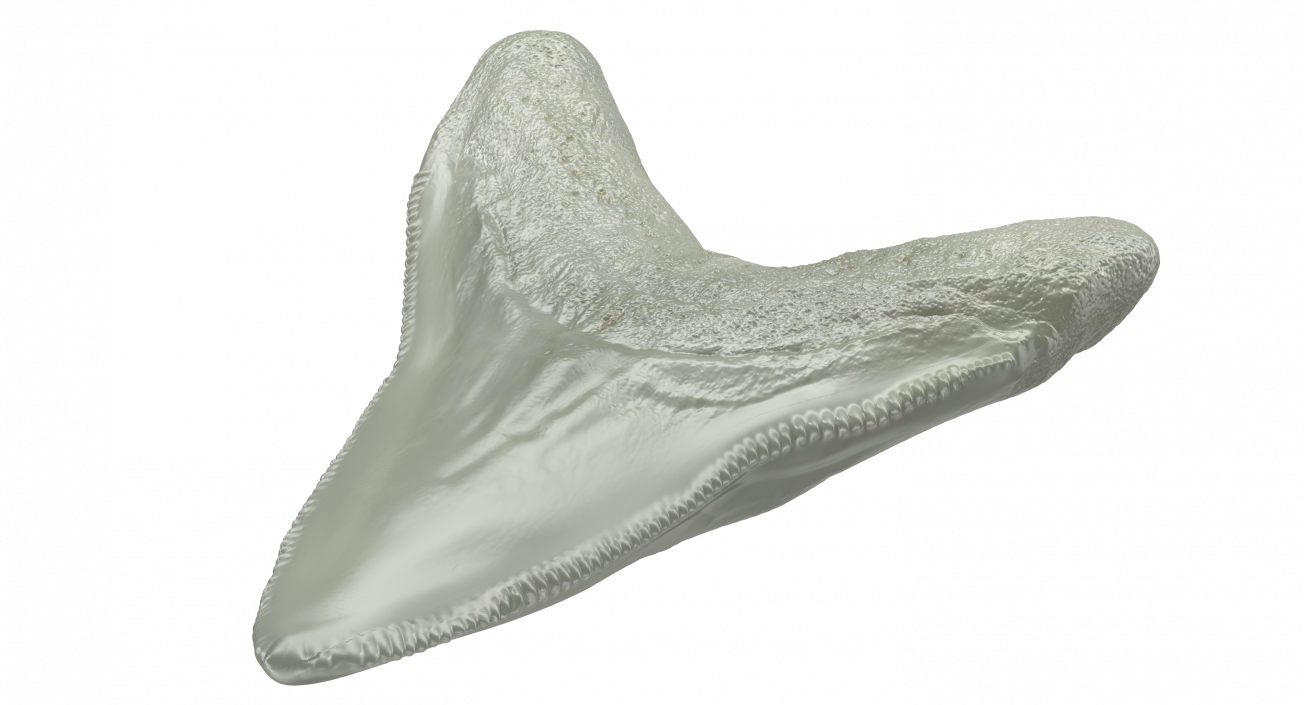 3D Megalodon Shark Tooth