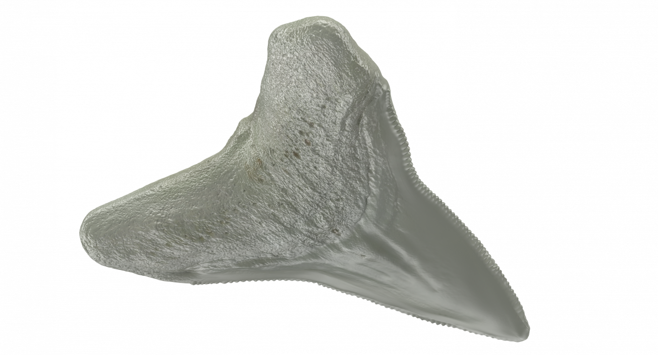 3D Megalodon Shark Tooth