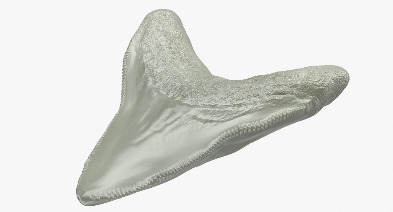 3D Megalodon Shark Tooth