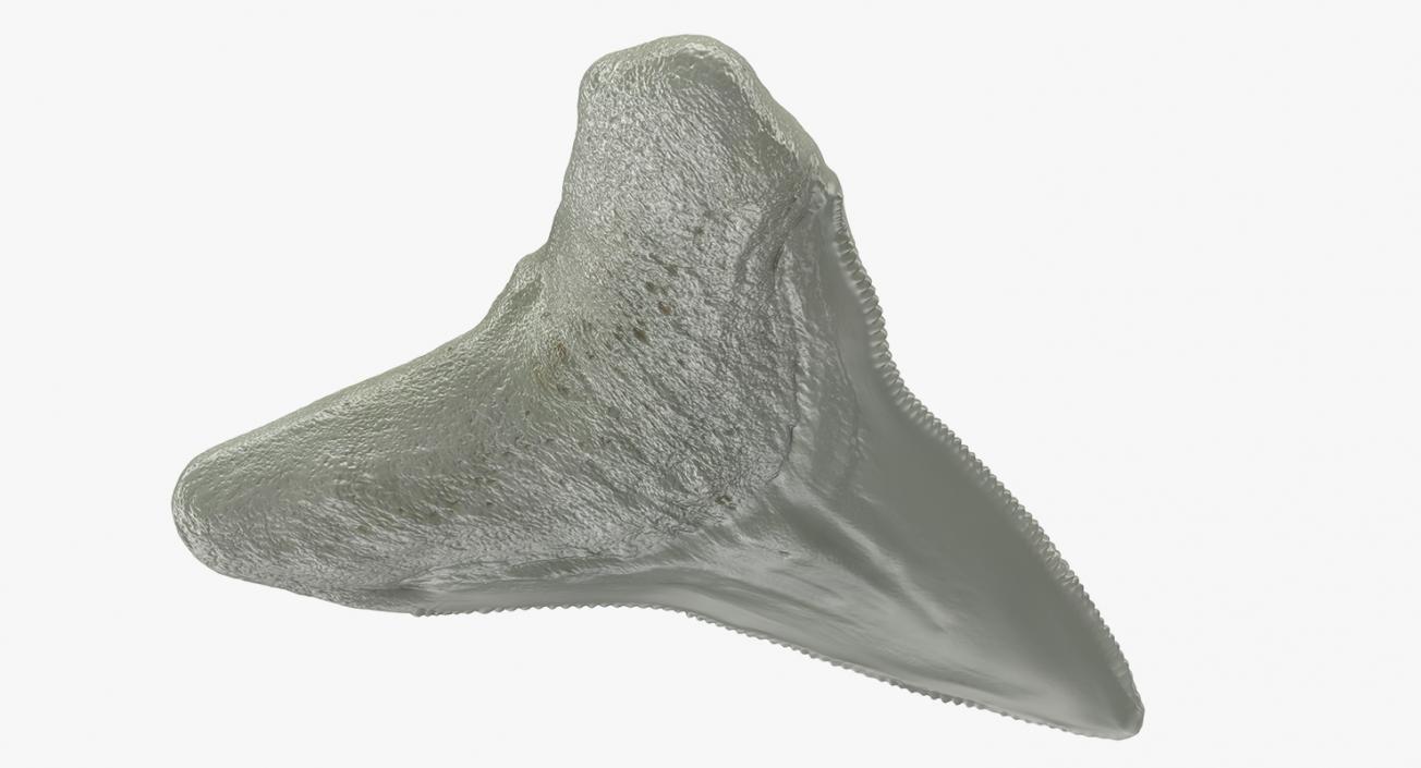 3D Megalodon Shark Tooth