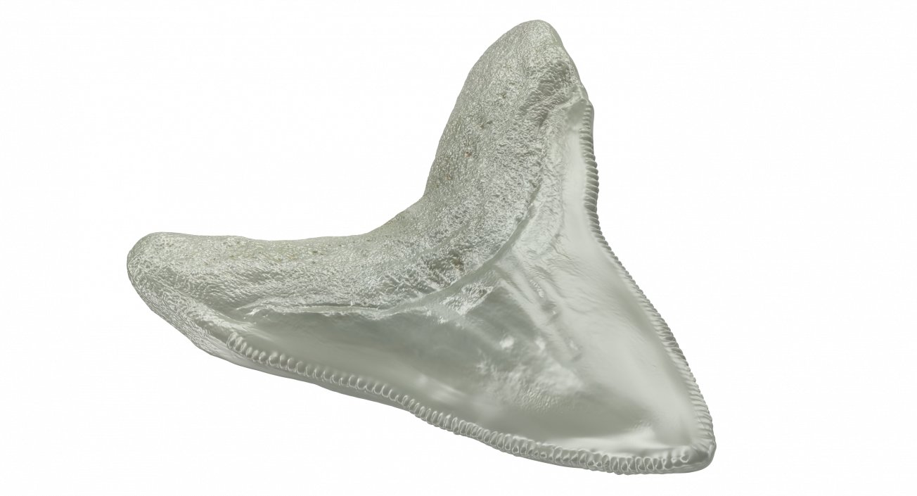 3D Megalodon Shark Tooth