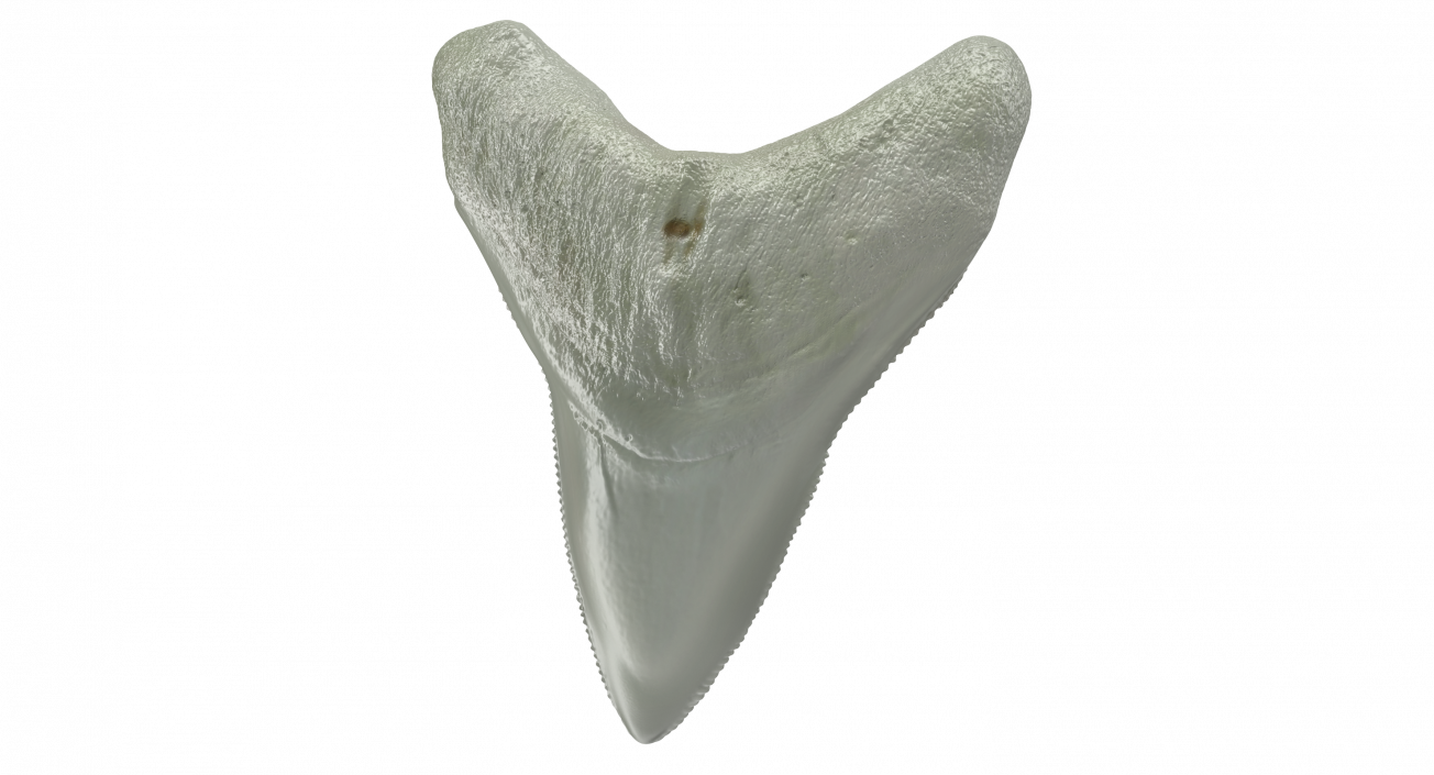 3D Megalodon Shark Tooth