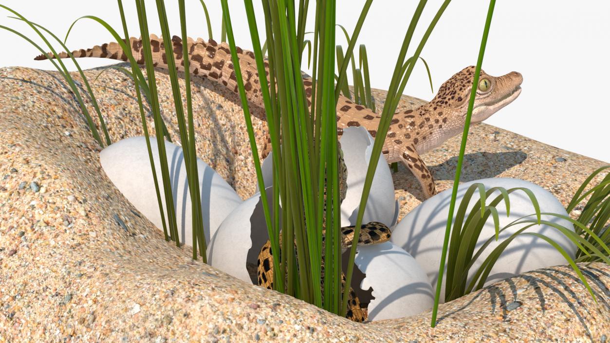 3D model Baby Crocodiles Nest