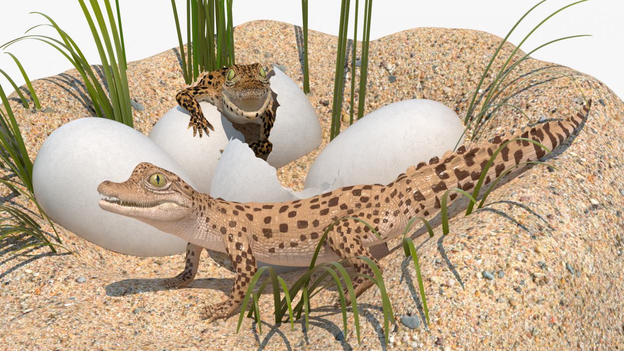 3D model Baby Crocodiles Nest