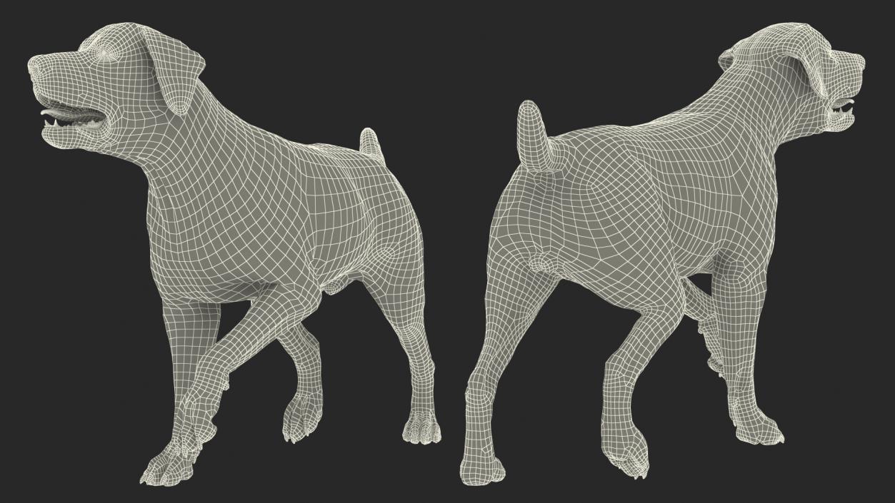 3D Labrador Dog White Walking