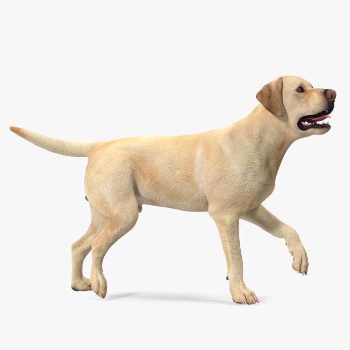 3D Labrador Dog White Walking