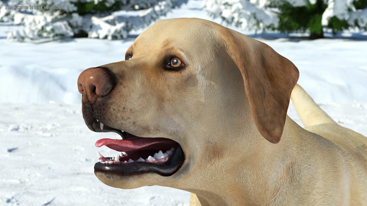 3D Labrador Dog White Walking